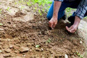 EL EMPLEO AGRÍCOLA EN AMÉRICA LATINA SIGUE SIENDO PREDOMINANTEMENTE INFORMAL